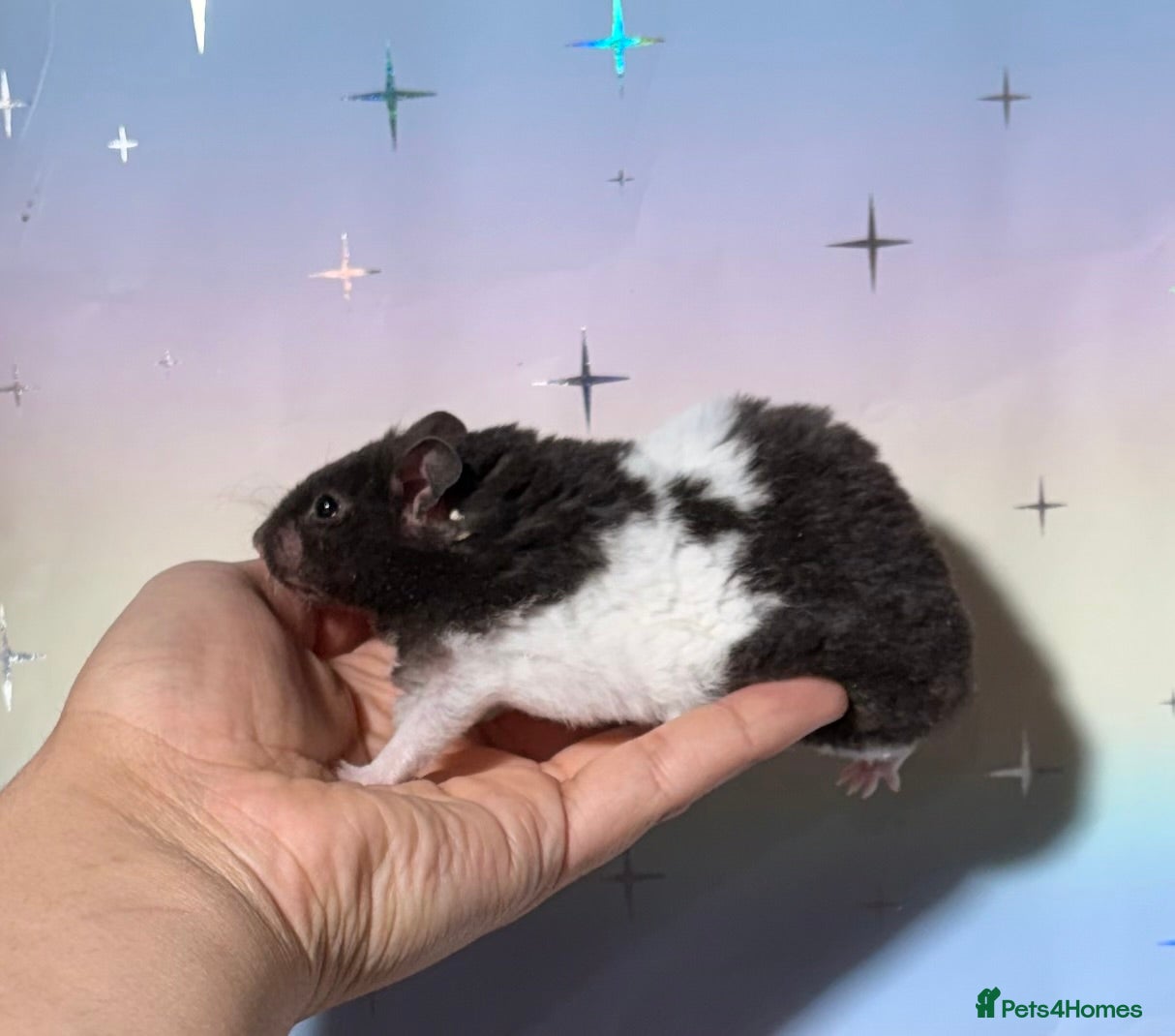 Hamster rodents BABY TAME PEDIGREE SYRIAN HAMSTERS  - Advert 2