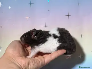 Hamster rodents BABY TAME PEDIGREE SYRIAN HAMSTERS - Advert 2