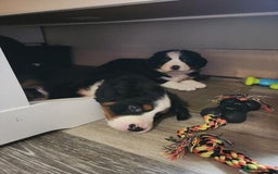 Bernese Mountain Dog dogs for sale: Bernese Mountain Puppies - Image 8