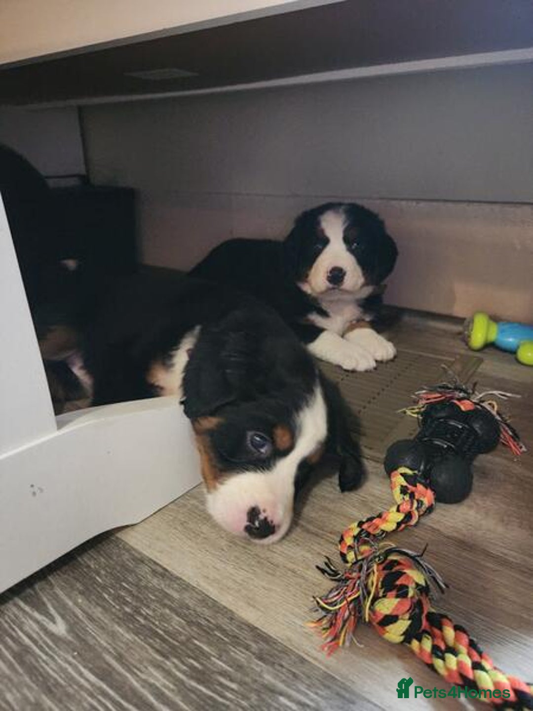 Bernese Mountain Dog dogs for sale: Bernese Mountain Puppies - Image 8
