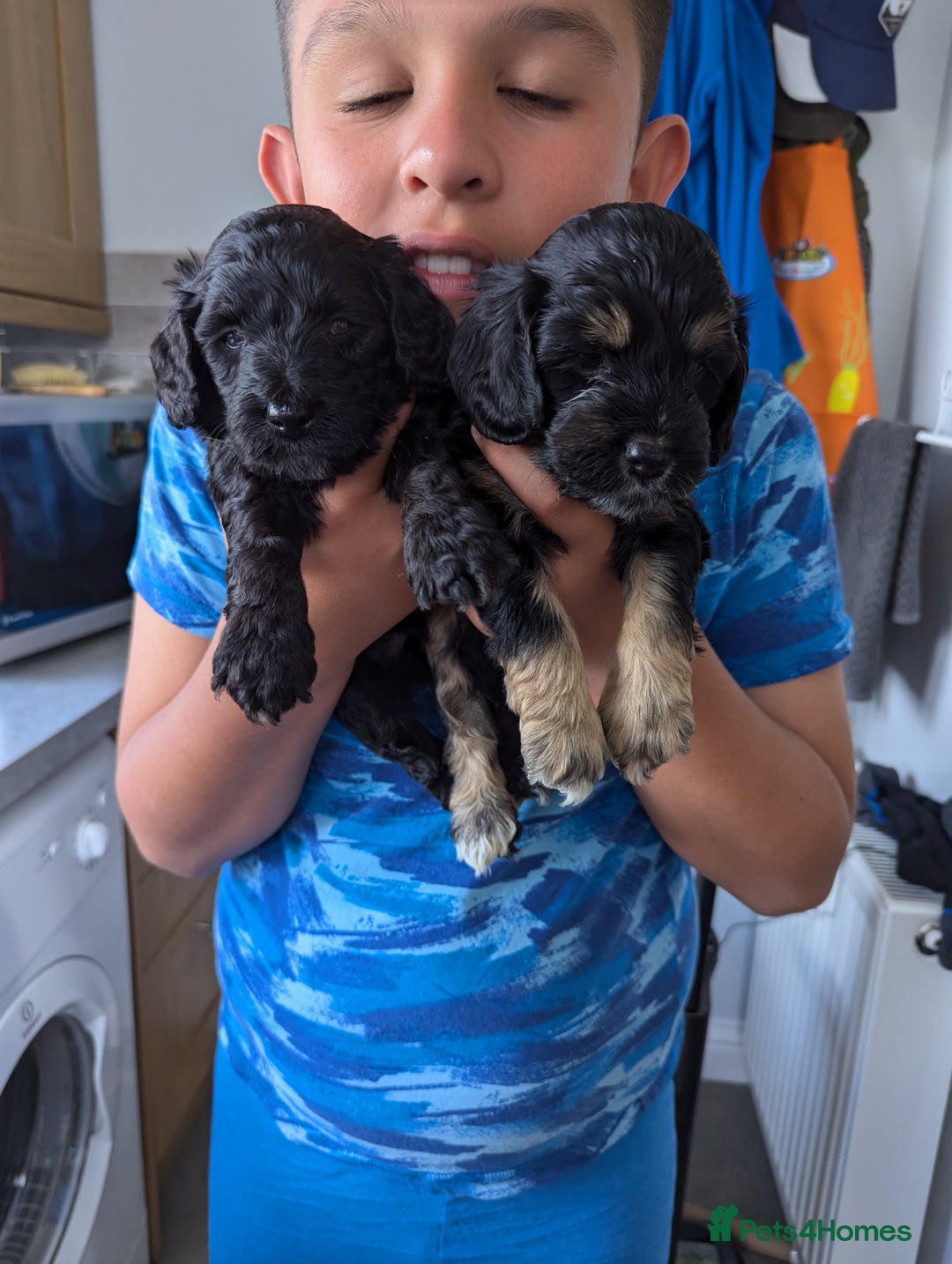 Cockapoo dogs for sale:  Ready Now Beautiful F1 cockapoos  - Image 5