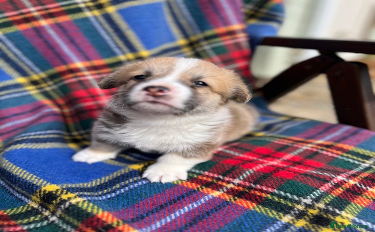 Welsh Corgi Pembroke dogs - Advert 1