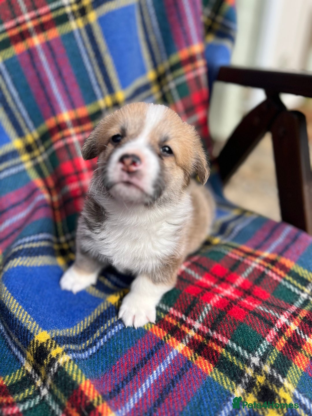 Welsh Corgi Pembroke dogs for sale: KC registered Pembrokeshire corgi puppy  - Image 2