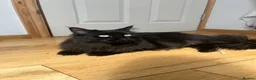 Ragcoon cats for sale: REHOMING NEEDED STUNNING RAGCOON - Advert 3
