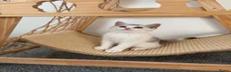 British Shorthair cats for sale: Beautiful British Shorthair Male Kittens 🐾 - Advert 19