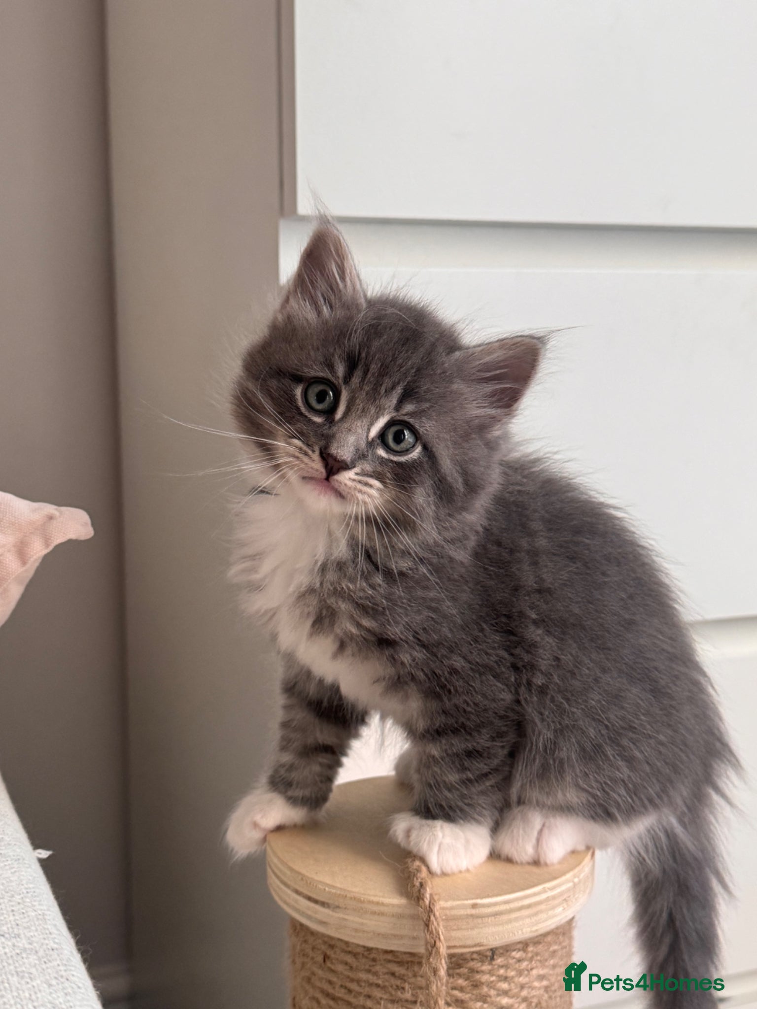 Siberian cats for sale: 🐾 Adorable Siberian Kittens  - Advert 6