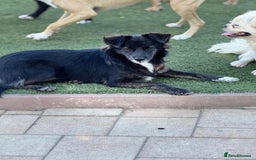 Mixed Breed dogs for adoption: Cute Briggie looking for LOVE - Image 4