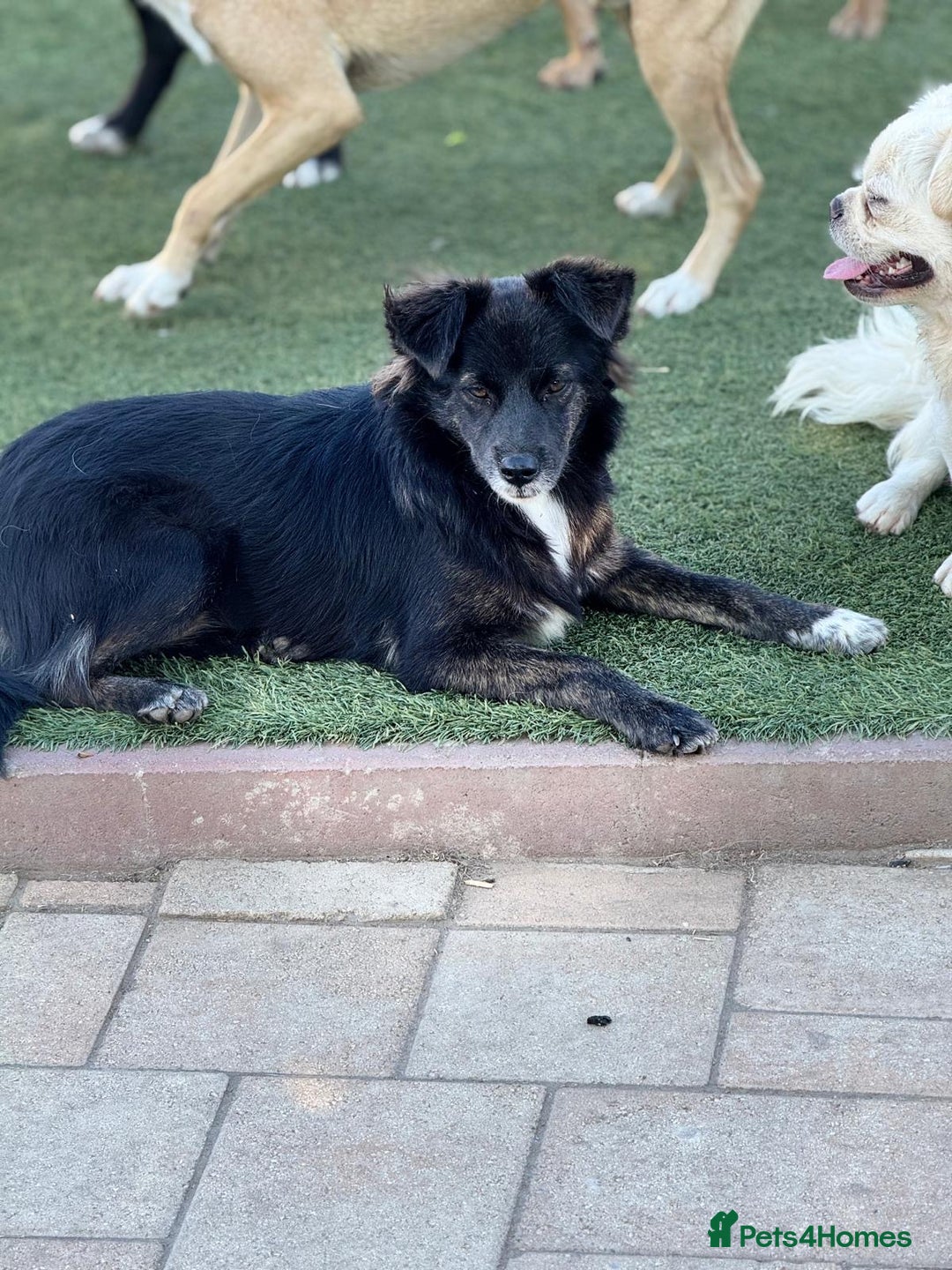 Mixed Breed dogs for adoption: Cute Briggie looking for LOVE - Image 4