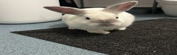 Mixed Breed rabbits for sale: Need rehoming as moving  - Advert 5