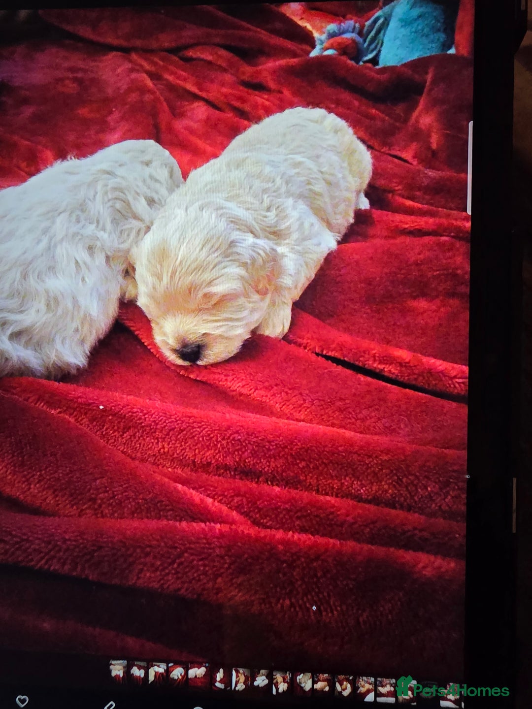 Maltipoo dogs for sale: 🐾 Beautiful Maltipoo Puppies  - Advert 2