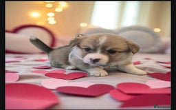 Welsh Corgi Pembroke dogs for sale: Kc reg Serbian lined babies - Image 6