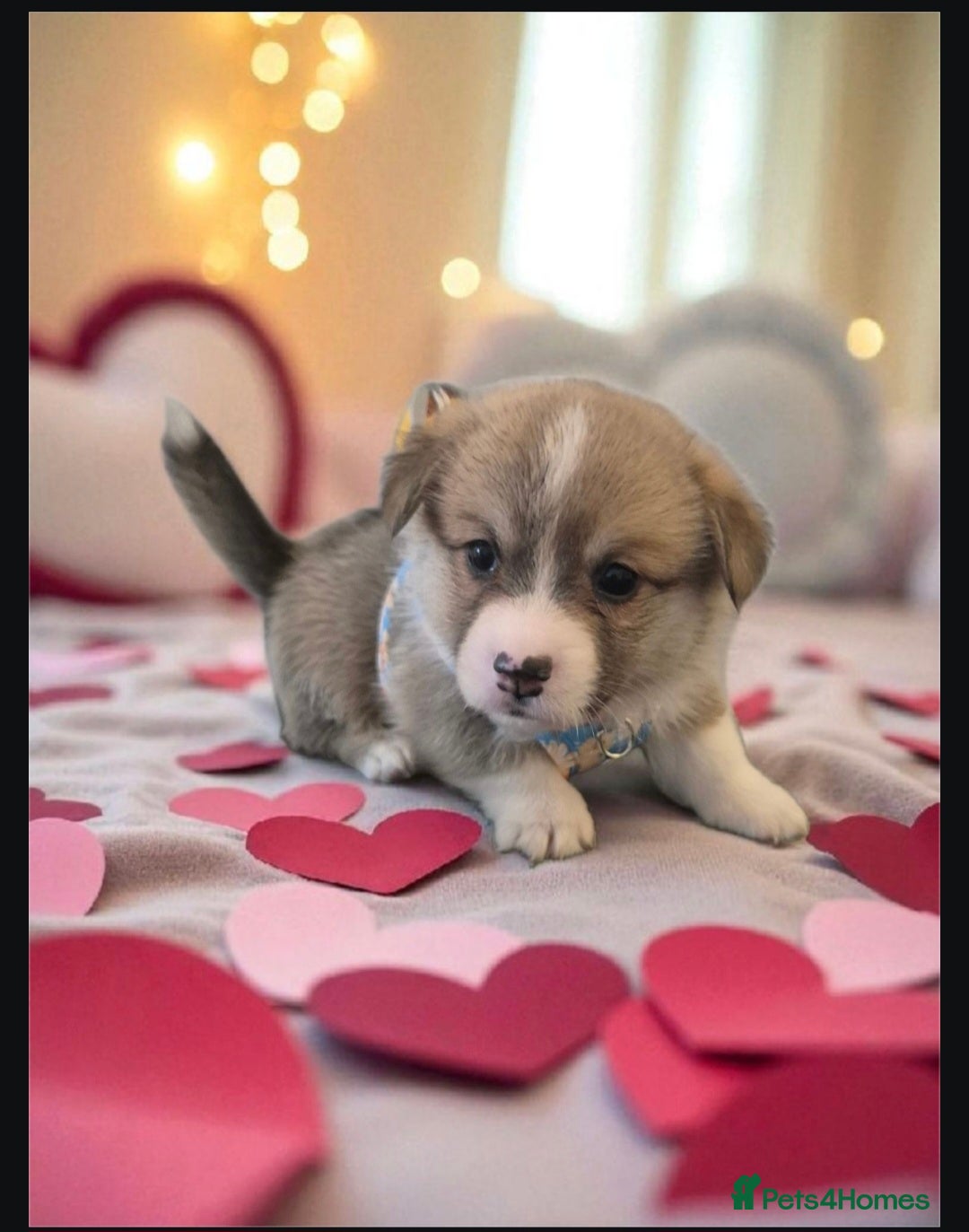 Welsh Corgi Pembroke dogs for sale: Kc reg Serbian lined babies - Image 6
