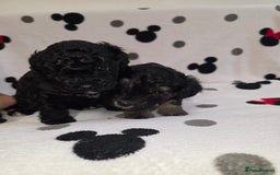 Maltipoo dogs for sale: Maltipoo Puppies 2 Beautiful Girls Available! - Image 6