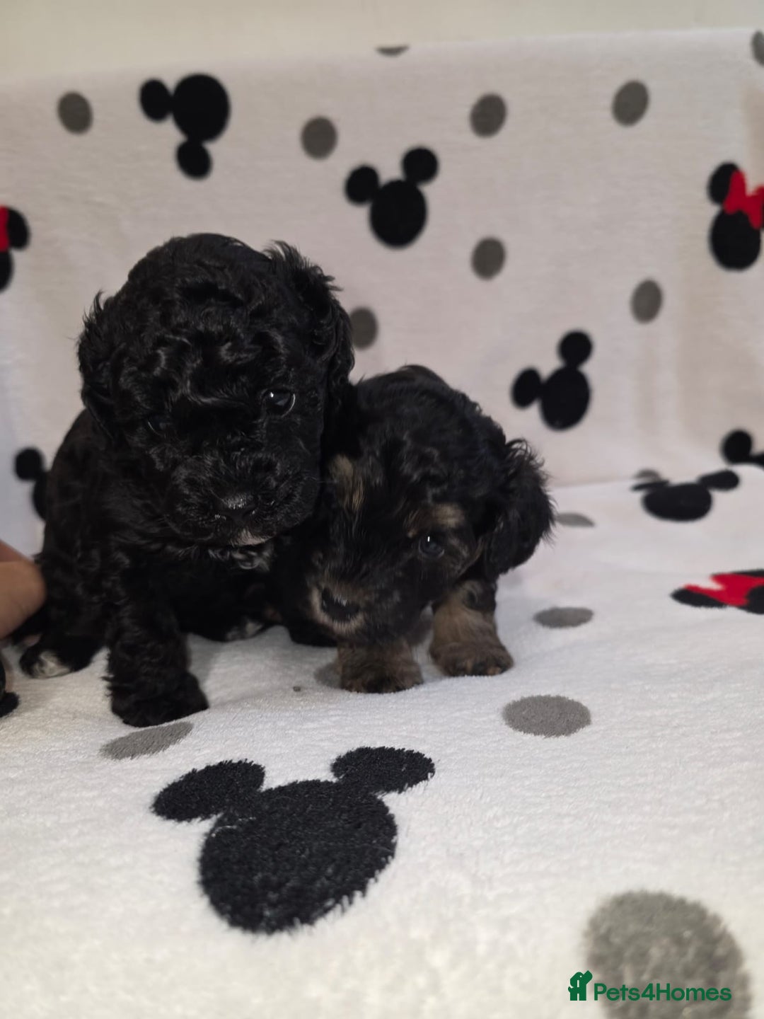 Maltipoo dogs for sale: Maltipoo Puppies 2 Beautiful Girls Available! - Image 6