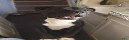 Staffordshire Bull Terrier dogs for stud: Red Stud Staffy and black amd white staffy - Advert 3