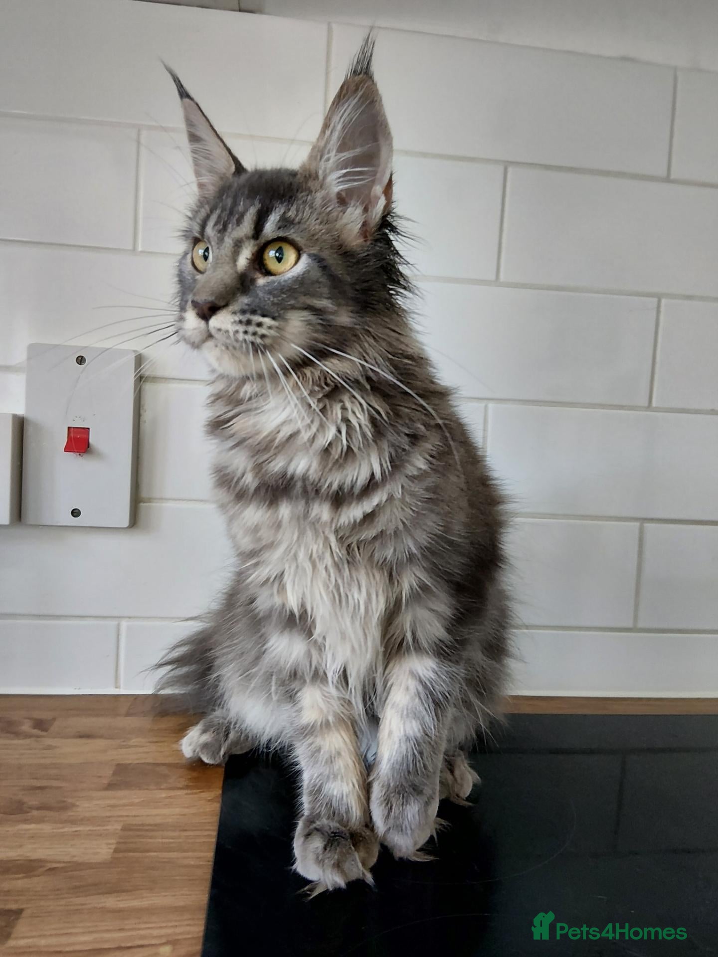 Maine Coon cats READY FOR COLLECTION  TICA registered kittens - Advert 3