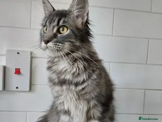 Maine Coon cats READY FOR COLLECTION TICA registered kittens - Advert 6
