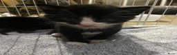 Mixed Breed cats for sale: Beautiful Kittens  in Lanark - Advert 7