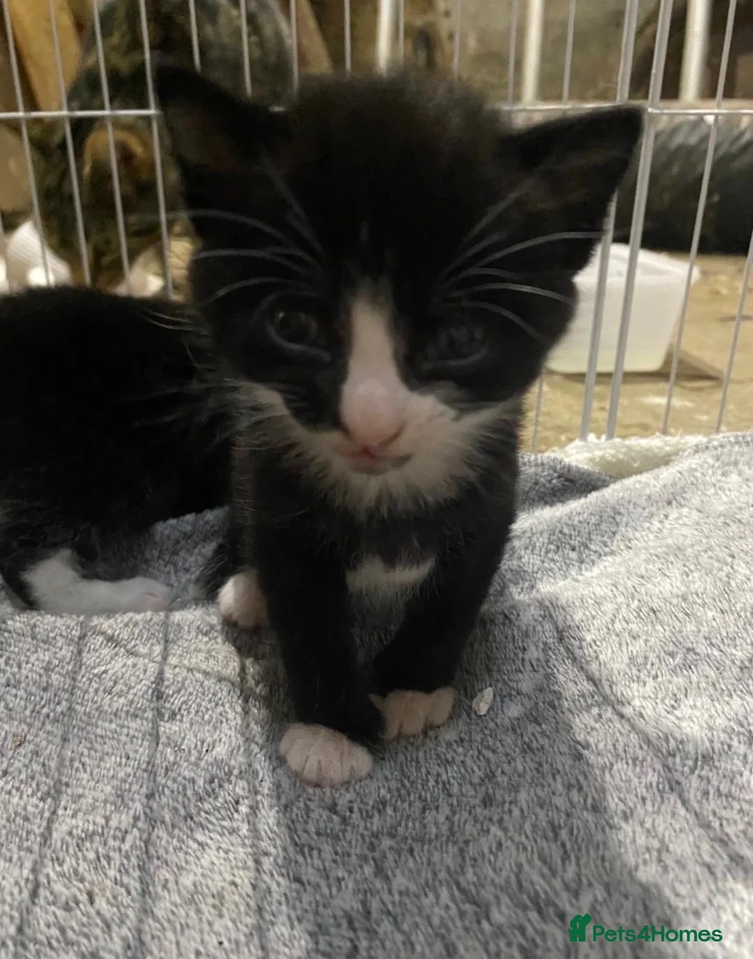 Mixed Breed cats for sale: Beautiful Kittens  in Lanark - Advert 7