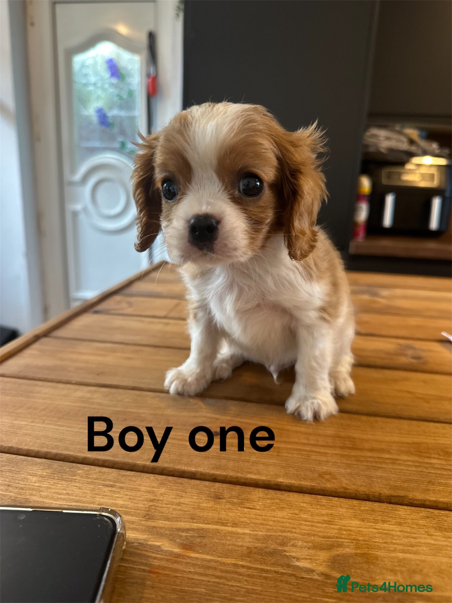 Cavalier King Charles Spaniel dogs ** DNA 🧬 PRA CLEAR CAVALIER KING CHARLES PUPPIES  - Advert 16