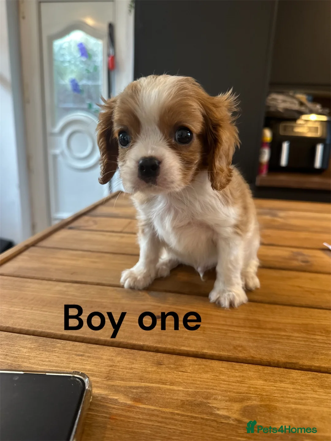 Cavalier King Charles Spaniel dogs for sale: ** DNA 🧬 PRA CLEAR CAVALIER KING CHARLES PUPPIES  - Advert 1