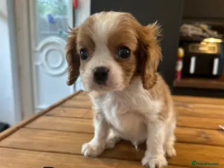 Cavalier King Charles Spaniel dogs ** DNA 🧬 PRA CLEAR CAVALIER KING CHARLES PUPPIES - Advert 2