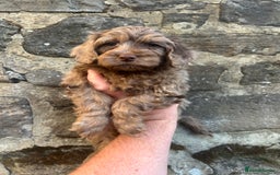 Cockapoo dogs for sale: BEAUTIFULL F1 COCKAPOOS - Image 2