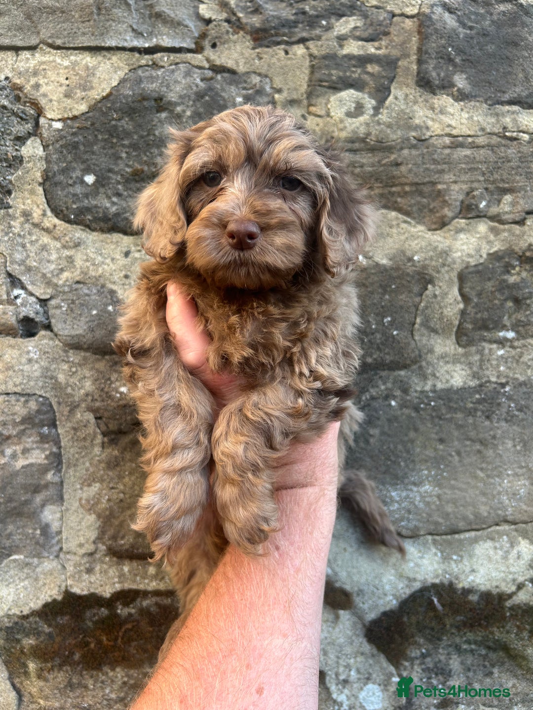 Cockapoo dogs for sale: BEAUTIFULL F1 COCKAPOOS - Image 2