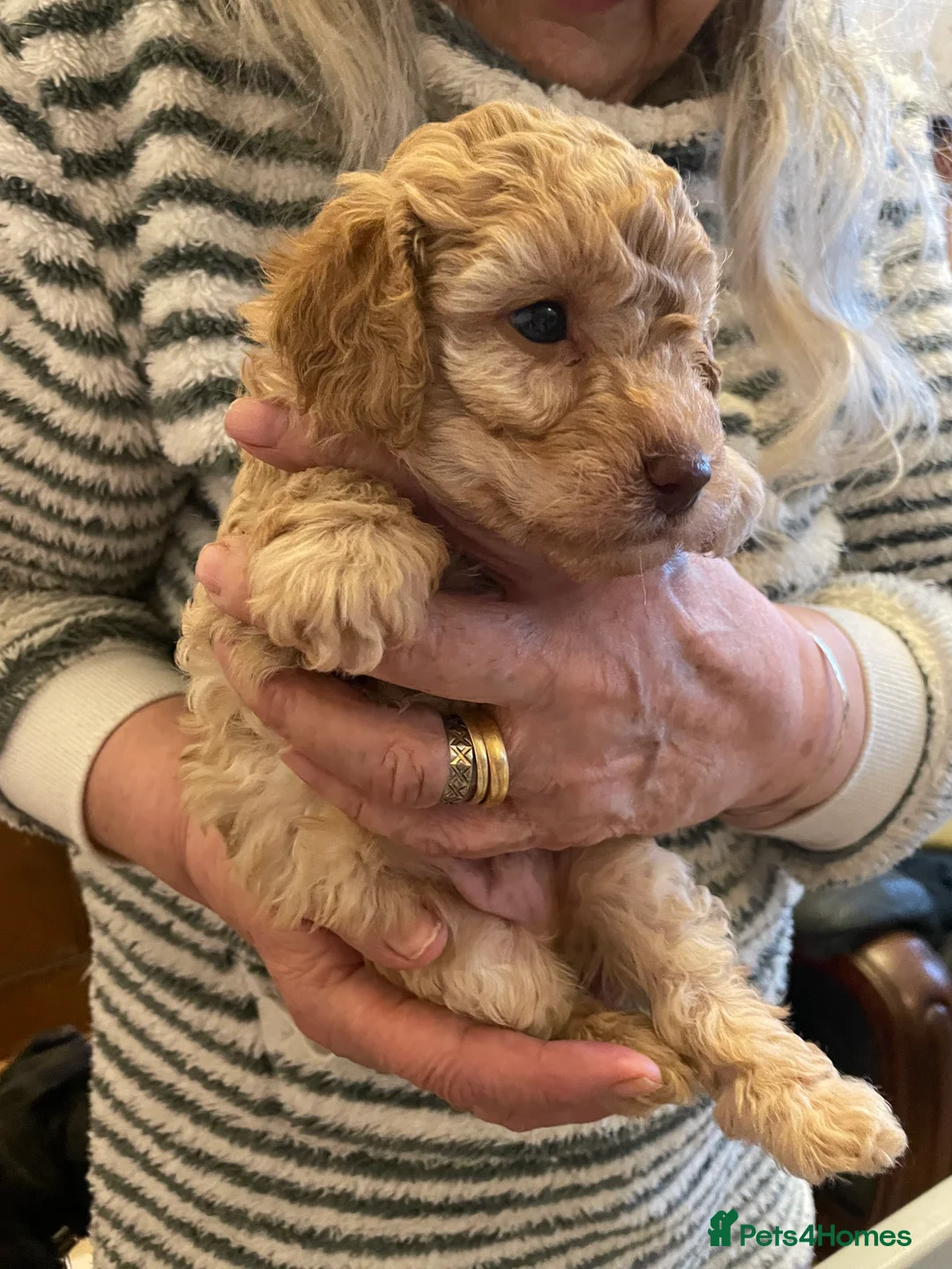 Toy Poodle dogs for sale: Fully Heath tested and checked Toy Poodle puppies - Advert 6