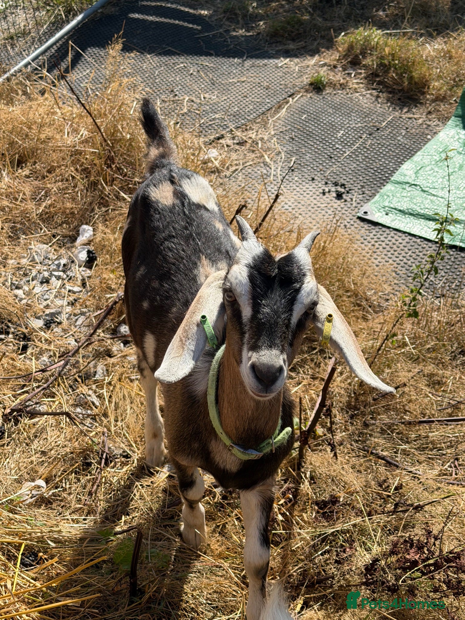 Goats livestock Toggenburg x Anglo Nubian  - Advert 1