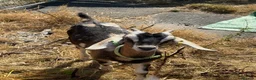 Goats livestock for sale: Toggenburg x Anglo Nubian  in Milford Haven - Advert 1