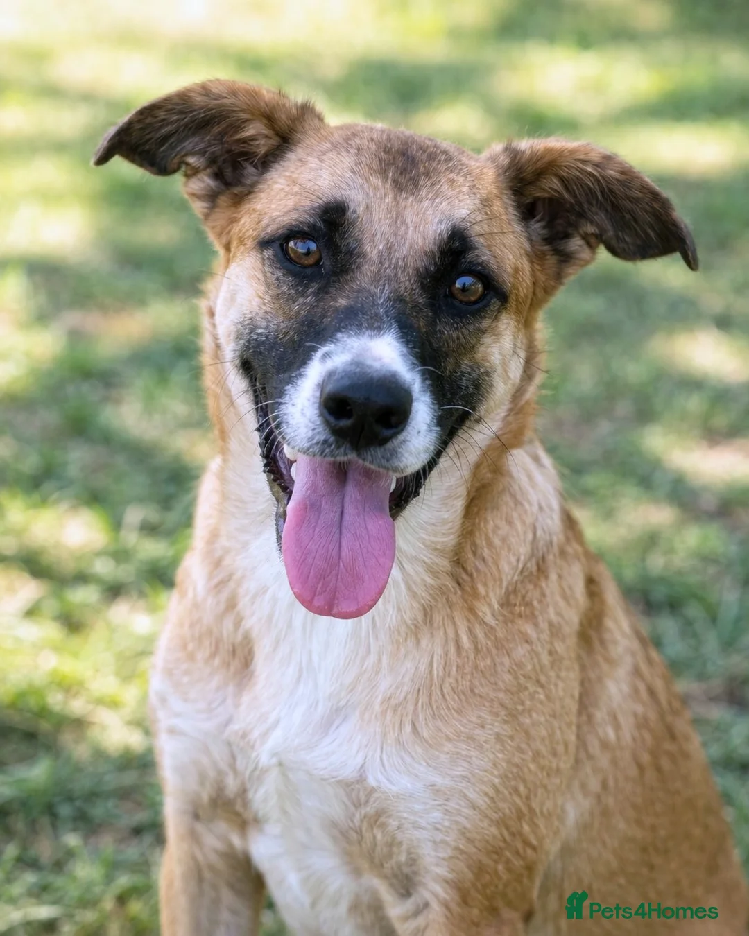 Mixed Breed dogs for adoption: CODY – Soft Lurcher-Type Soul ❤️ - Advert 1