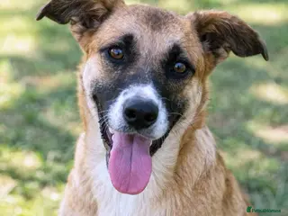 Mixed Breed dogs CODY – Soft Lurcher-Type Soul ❤️ - Advert 2