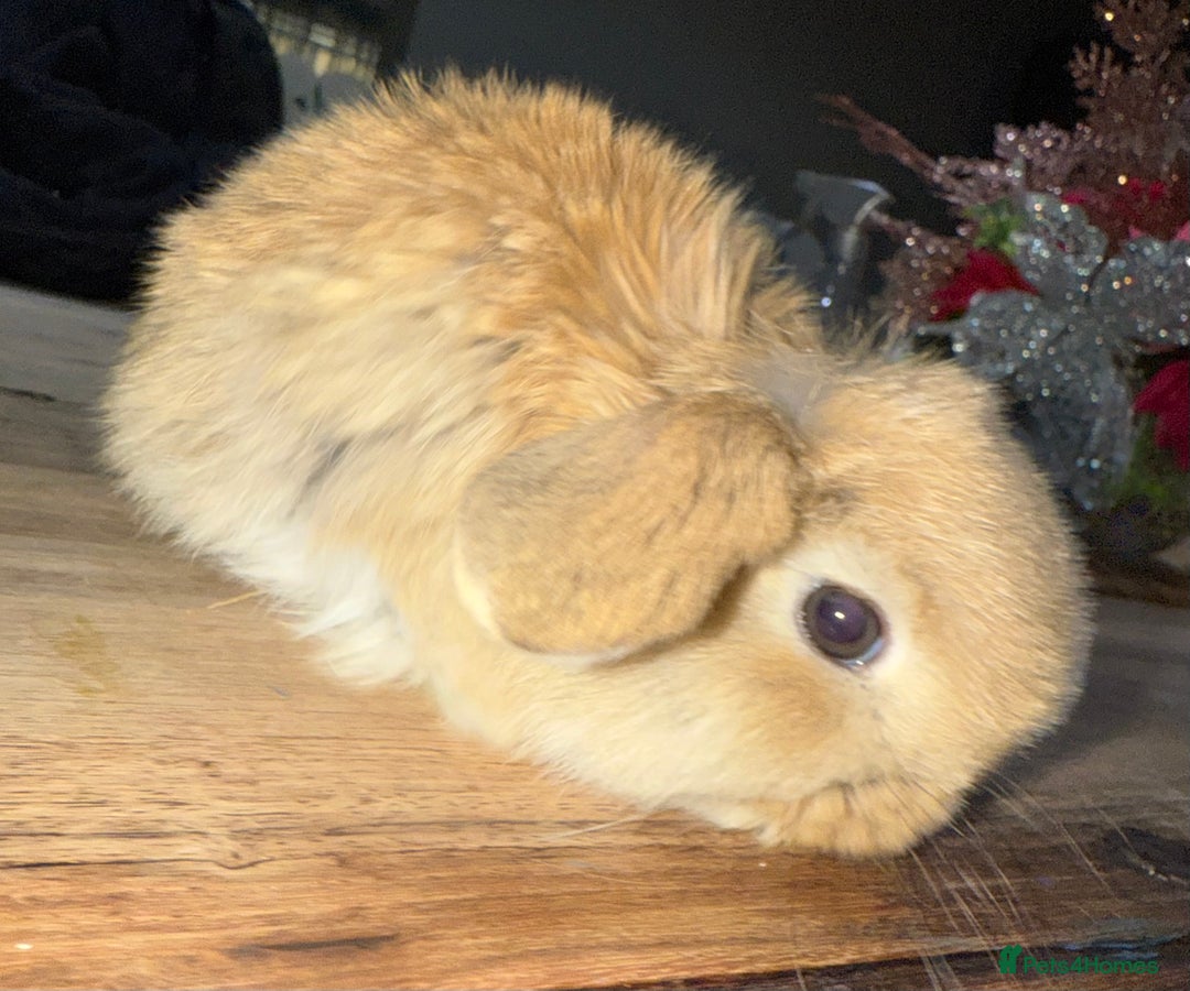 Mini Lop rabbits for sale: The best of the best ready to leave  - Advert 5