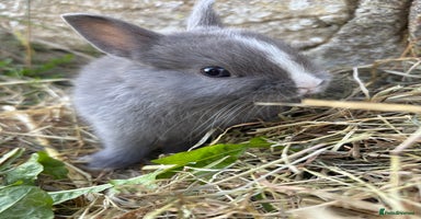 Netherland Dwarf rabbits - Advert 15