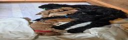 Cockapoo dogs for sale: Stunning Cockapoo Puppies - Advert 19