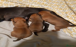 Patterdale Terrier dogs for sale: PATTERDALE TERRIER SMOOTH HAIRED MOTHER  - Image 29