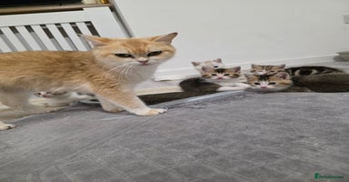 British Shorthair cats - Advert 2