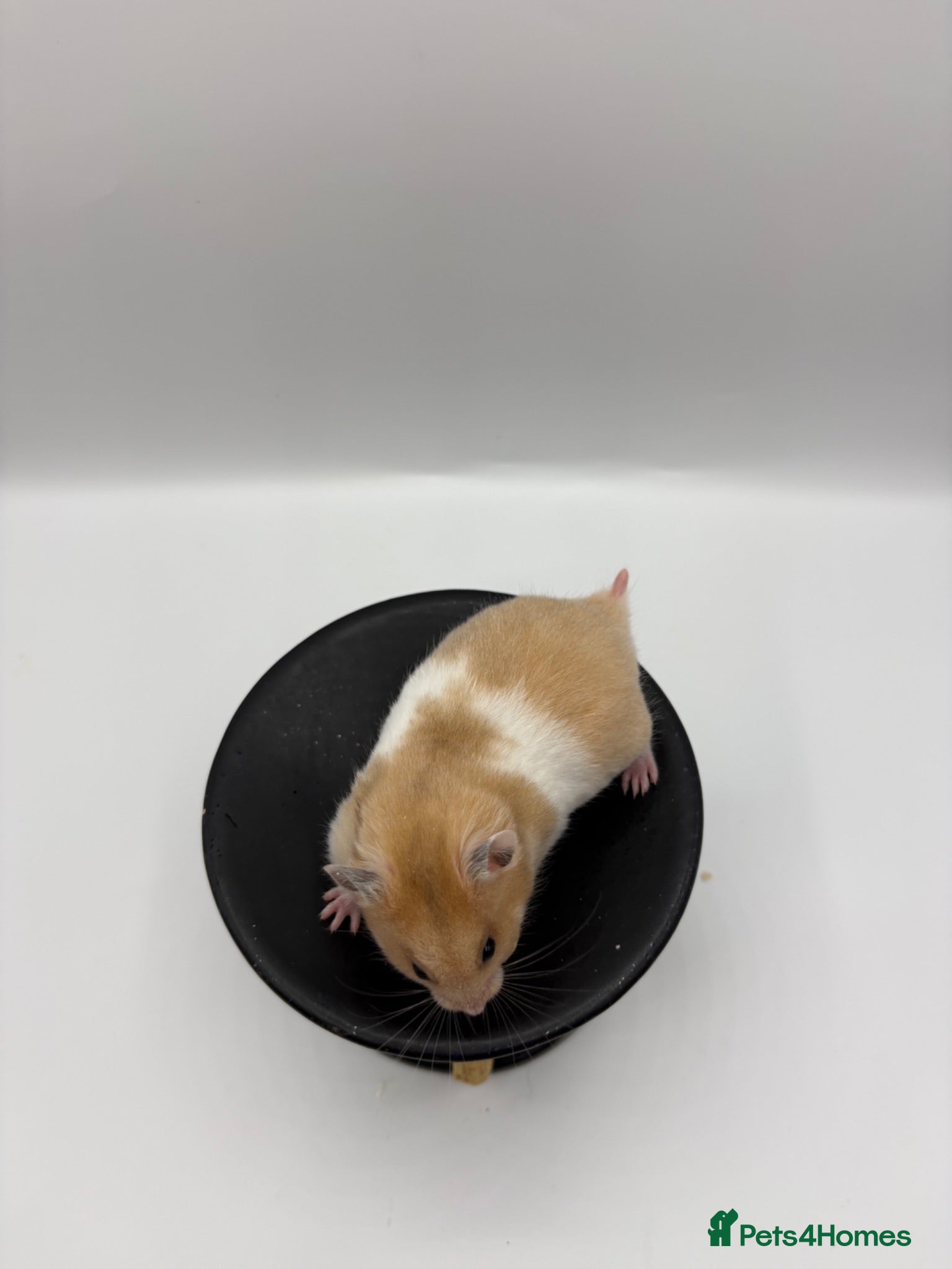 Hamster rodents Pedigree Syrian hamster pups  - Advert 2