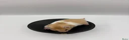 Hamster rodents for sale: Pedigree Syrian hamster pups  - Advert 10