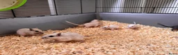 Gerbil rodents for sale: Gerbils for sale  - Advert 7