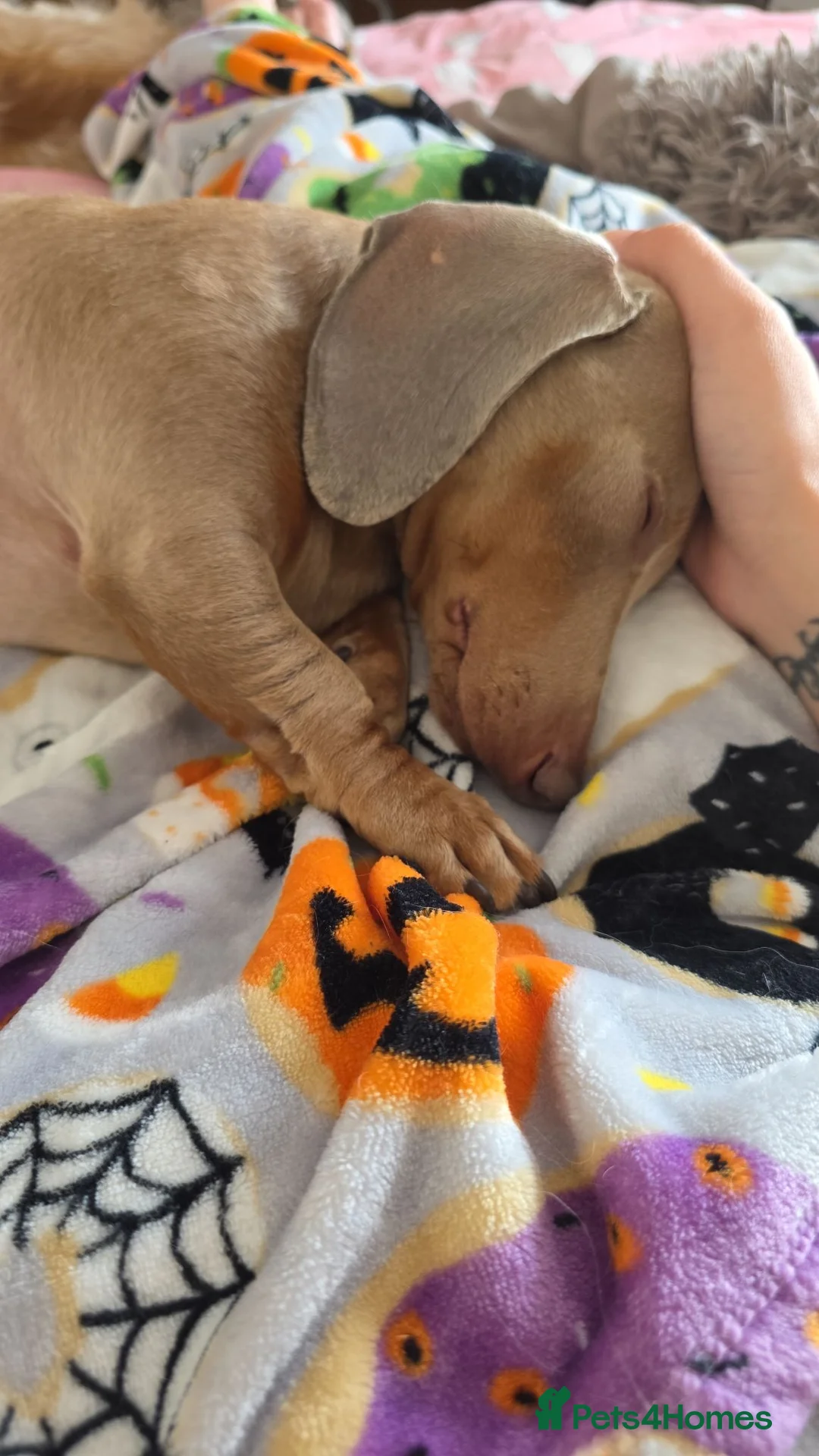 Miniature Dachshund dogs for sale: 4 YEAR OLD MINITURE DACHSHUND  - Advert 7