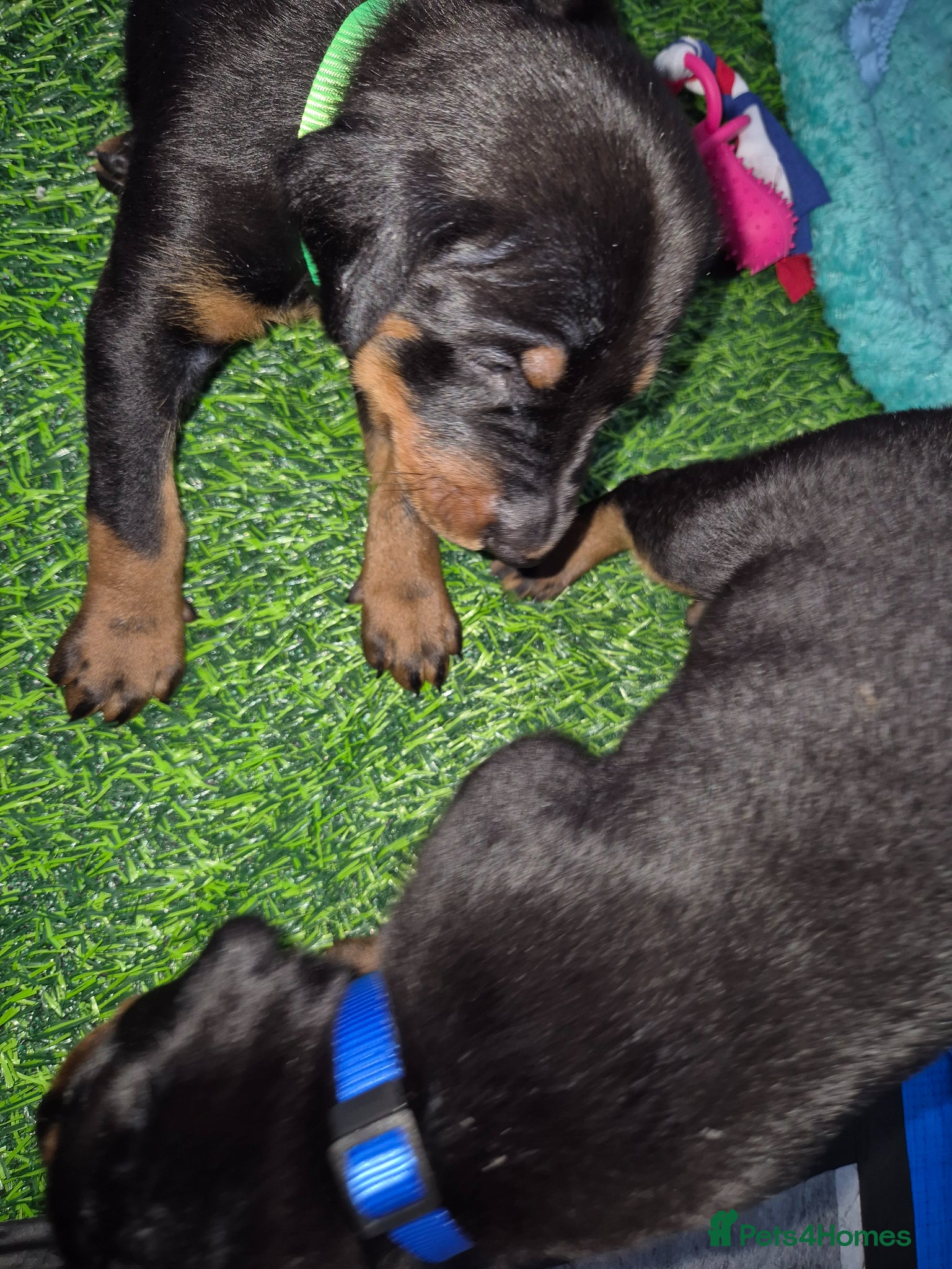 Dobermann dogs ⭐️⭐️⭐️⭐️⭐️ KC Reg European Dobermann puppies - Advert 2