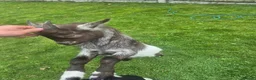 Goats livestock for sale: Baby Boy Pygmy Goat Castrated  - Advert 6