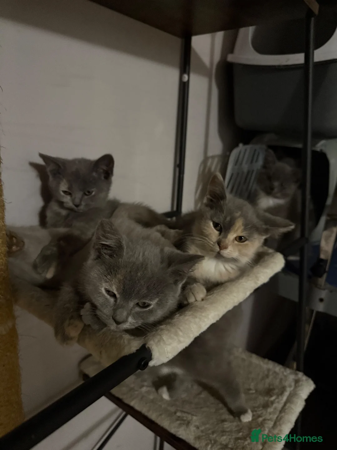 British Shorthair cats for sale: Half British shorthair girls ❤️ - Advert 9