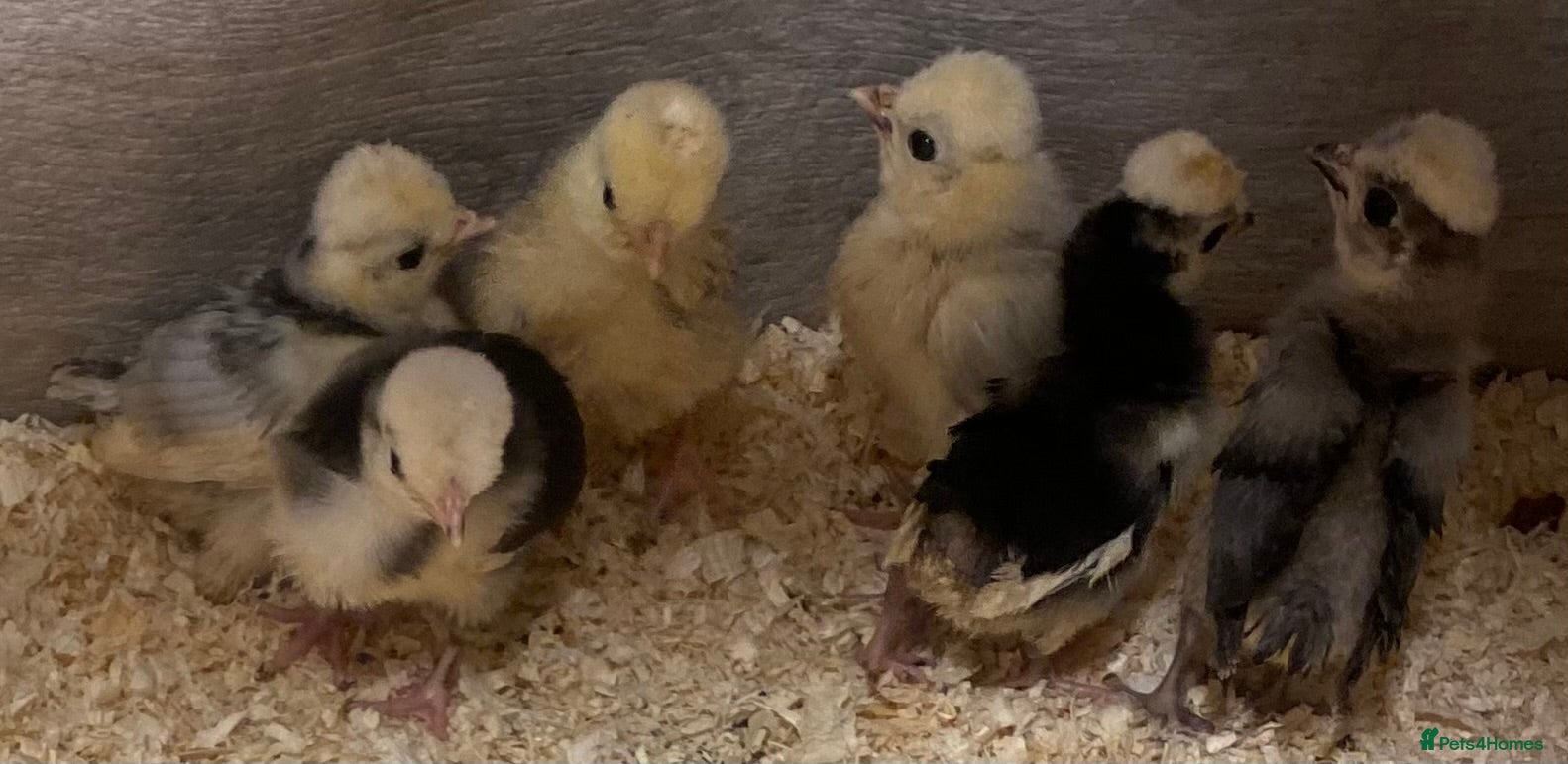 Chickens poultry Polish/ Poland bantams  - Advert 16