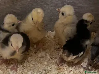 Chickens poultry Polish/ Poland bantams - Advert 1