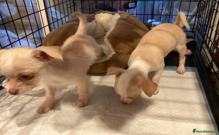 Chihuahua dogs - Advert 9