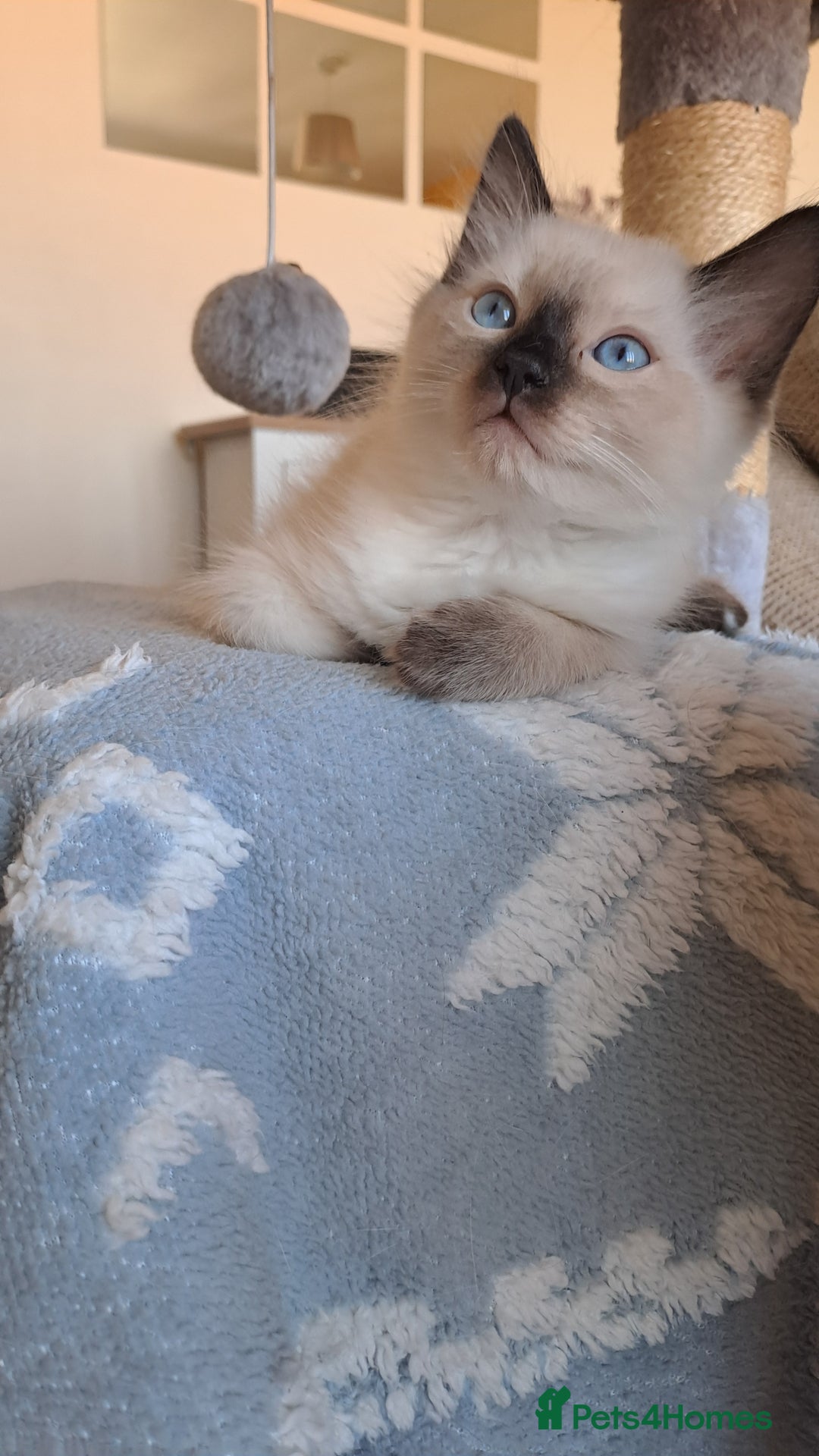 Ragdoll cats for sale: Gorgeous ragdoll kittens - 1 girl left - Image 8