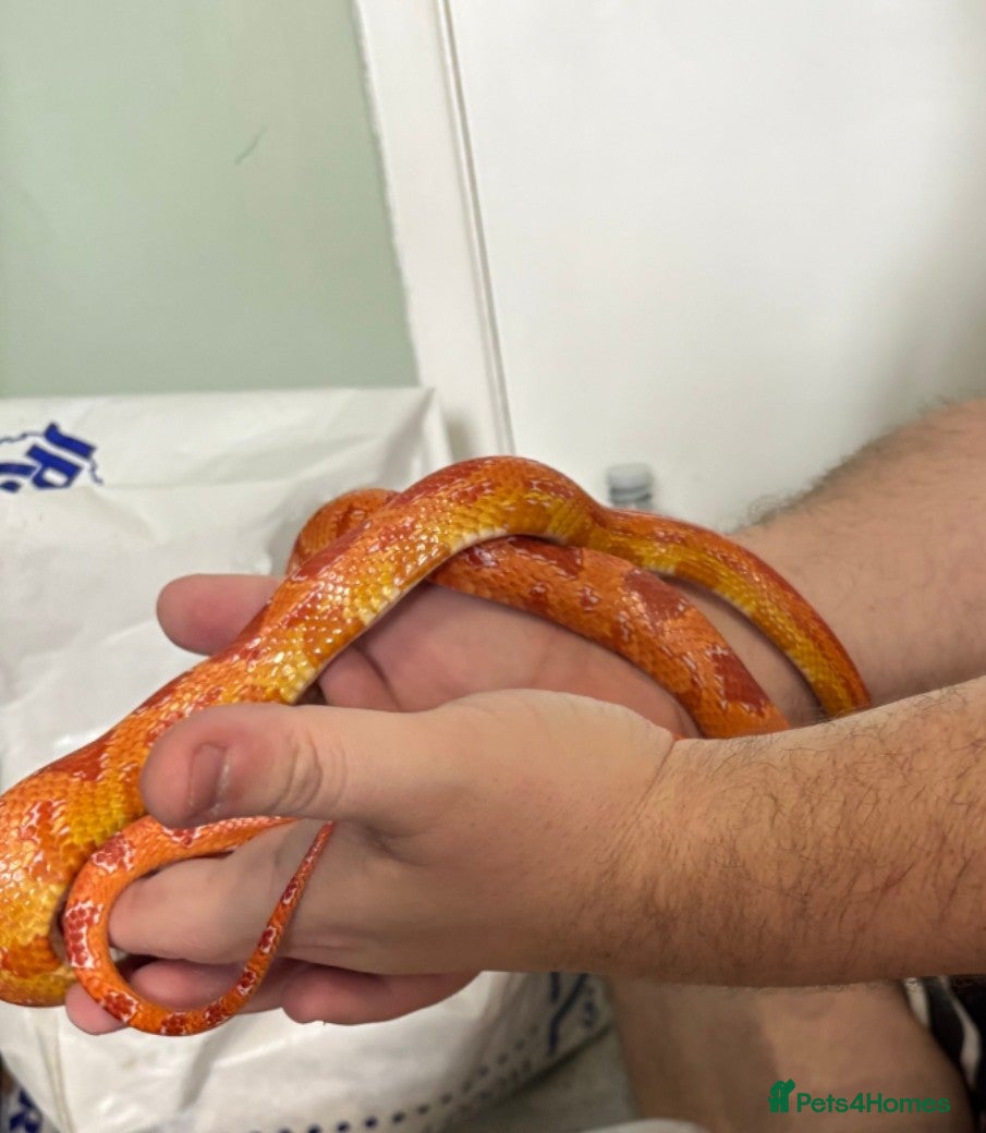 Corn Snake reptiles Corn snakes  - Advert 11